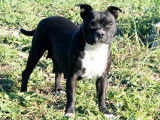 1 chienne Staffordshire Bull Terrier LOF stérilisée d'avril 2023 à vendre