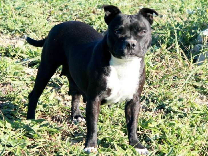 1 chienne Staffordshire Bull Terrier LOF stérilisée d'avril 2023 à vendre