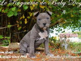 5 chiots American Staffordshire Terrier LOF, 1 mâle et 4 femelles bleu panaché blanc de juillet 2025 à vendre