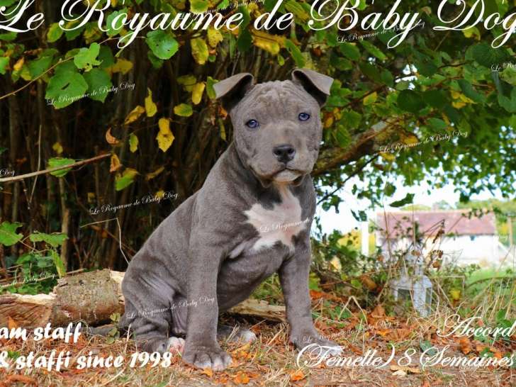 5 chiots American Staffordshire Terrier LOF, 1 mâle et 4 femelles bleu panaché blanc de juillet 2025 à vendre