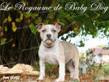 5 chiots American Staffordshire Terrier LOF, 1 mâle et 4 femelles bleu panaché blanc de juillet 2025 à vendre