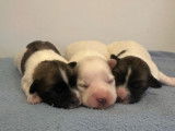 3 chiots mâles Cotons de Tuléar LOF de septembre 2025 à réserver