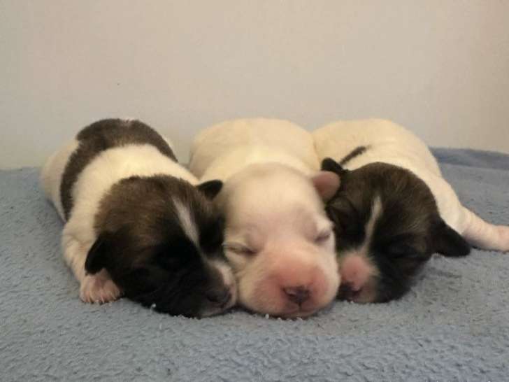 3 chiots mâles Cotons de Tuléar LOF de septembre 2025 à réserver