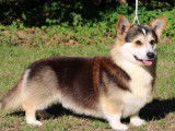 1 chien Welsh Corgi Pembroke tricolore LOF de 2023 à vendre