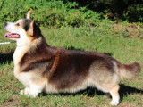1 chien Welsh Corgi Pembroke tricolore LOF de 2023 à vendre