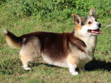 1 chien Welsh Corgi Pembroke tricolore LOF de 2023 à vendre