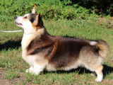 1 chien Welsh Corgi Pembroke tricolore LOF de 2023 à vendre