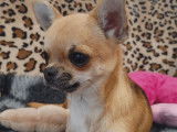 1 chiot mâle Chihuahua fauve LOF de mars 2025 à vendre