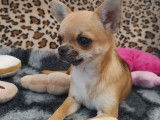 1 chiot mâle Chihuahua fauve LOF de mars 2025 à vendre