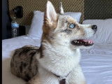 Mâle Pomsky disponible pour saillie