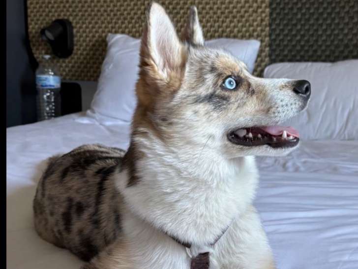 Mâle Pomsky disponible pour saillie