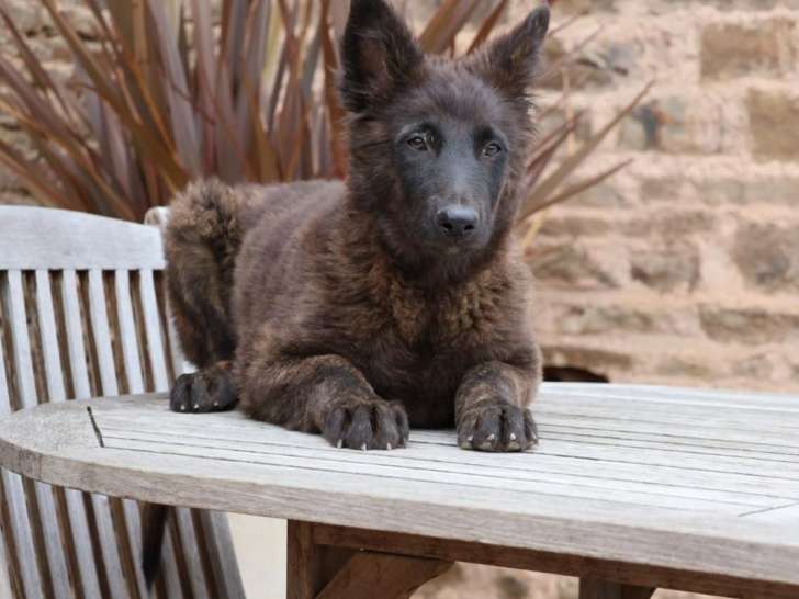 Réservation ouverte pour 3 chiots femelles Bergers Hollandais LOF à poils longs de juin 2025