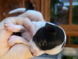 Chiots de race Chihuahua à vendre (1 femelle & 2 mâles)