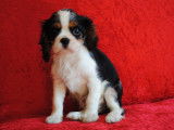 Chiots Cavalier King Charles tricolores LOF à vendre