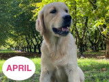 2 chiots Golden Retrievers LOF de mai 2025 à vendre