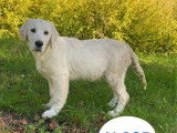 2 chiots Golden Retrievers LOF de mai 2025 à vendre