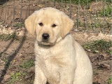 2 chiots mâles Labradors Retrievers LOF sable de juillet 2025 à vendre
