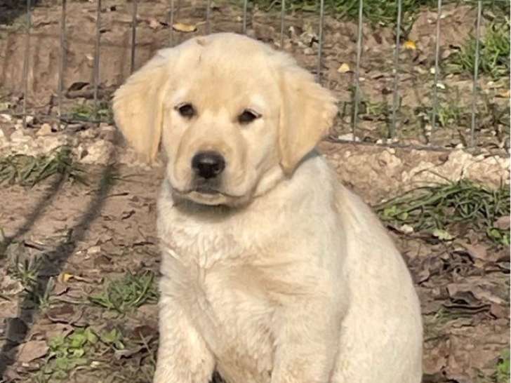 2 chiots mâles Labradors Retrievers LOF sable de juillet 2025 à vendre
