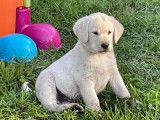 2 chiots mâles Labradors Retrievers LOF sable de juillet 2025 à vendre