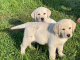 2 chiots mâles Labradors Retrievers LOF sable de juillet 2025 à vendre