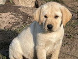 2 chiots mâles Labradors Retrievers LOF sable de juillet 2025 à vendre