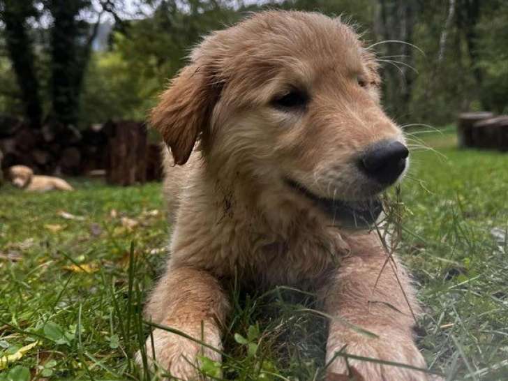 5 chiots Golden Retrievers LOF, 1 mâle et 4 femelles de juillet 2025 à réserver