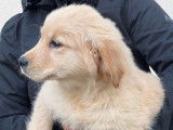 5 chiots Golden Retrievers LOF, 1 mâle et 4 femelles de juillet 2025 à réserver