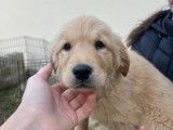 5 chiots Golden Retrievers LOF, 1 mâle et 4 femelles de juillet 2025 à réserver