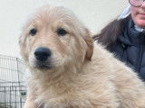 5 chiots Golden Retrievers LOF, 1 mâle et 4 femelles de juillet 2025 à réserver