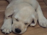 1 chiot mâle Labrador Retriever sable LOF de juillet 2025 à vendre