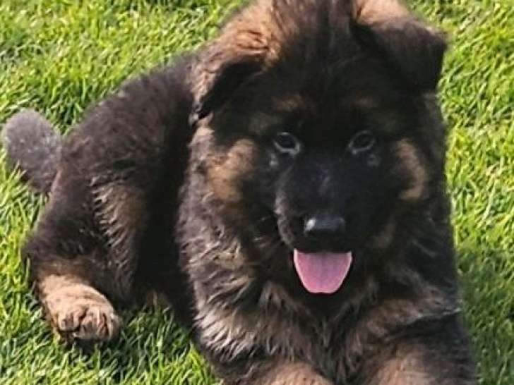 5 chiots Bergers Allemands LOF à poil long d'août 2025 à réserver