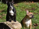 2 chiots mâles Bouledogue Français non-LOF à vendre