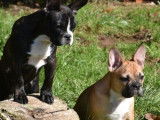 2 chiots mâles Bouledogue Français non-LOF à vendre