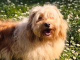 1 femelle Bichon Havanais non-LOF adulte à vendre