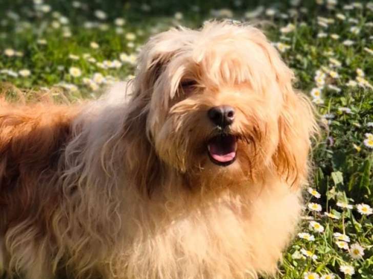 1 femelle Bichon Havanais non-LOF adulte à vendre