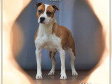 1 chienne American Staffordshire Terrier LOF de 2023 à vendre