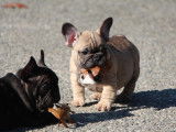 3 chiots Bouledogues Français LOF, 2 mâles et 1 femelle d'août 2025 à réserver