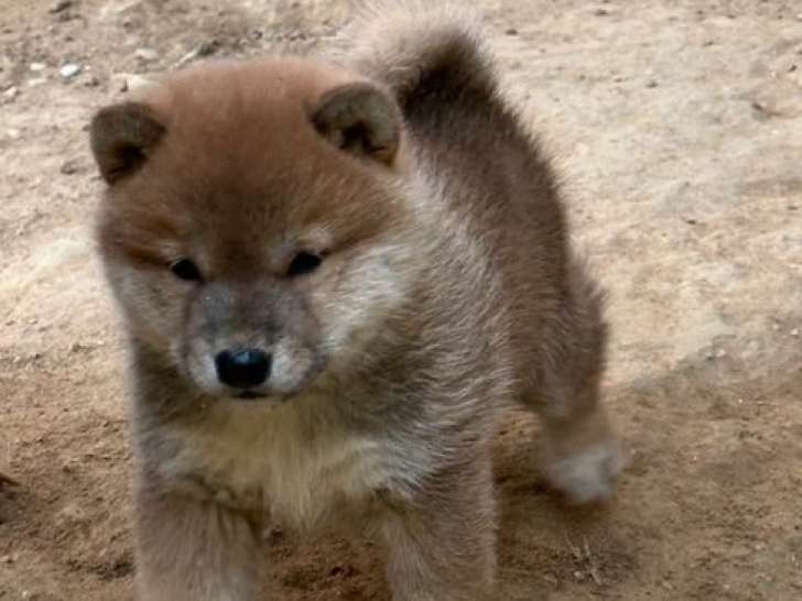 1 chiot mâle Shiba Inu LOF d'août 2025 à réserver