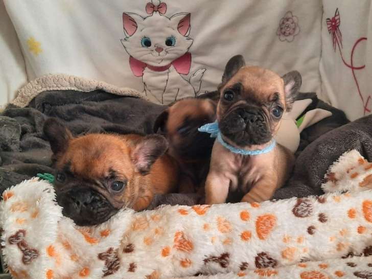 Chiots Bouledogues Français LOF fauve d'août 2025 à réserver