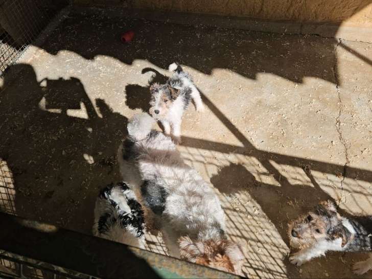1 chiot mâle Fox Terrier à poil dur LOF de septembre 2025 à vendre
