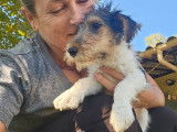 1 chiot mâle Fox Terrier à poil dur LOF de septembre 2025 à vendre