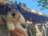 1 chiot mâle Fox Terrier à poil dur LOF de septembre 2025 à vendre