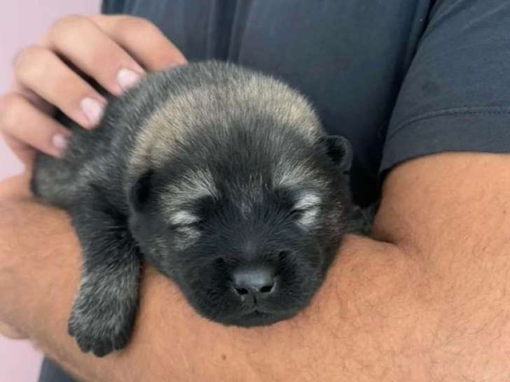 5 chiots Eurasiers LOF, 3 femelles et 2 mâles de septembre 2025 à vendre