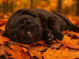 1 chiot mâle Labrador Retriever noir LOF de septembre 2025 à réserver