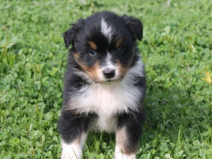 3 chiots Bergers Australiens LOF, 2 mâles et 1 femelle noir tricolore de septembre 2025 à réserver