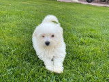 Chiots Bichons Maltais non-LOF, mâles et femelles à vendre