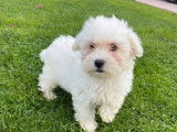 Chiots Bichons Maltais non-LOF, mâles et femelles à vendre