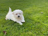 Chiots Bichons Maltais non-LOF, mâles et femelles à vendre