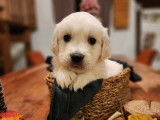 Chiots Golden Retrievers LOF à réserver
