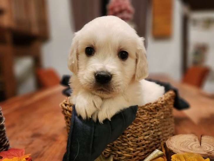 Chiots Golden Retrievers LOF à réserver